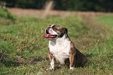 BULLDOG ANGLAIS 158